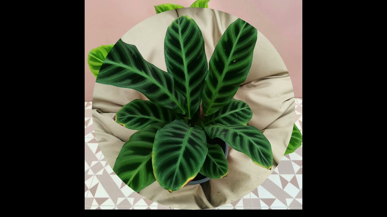 Large, dark green leaves with contrasting bold stripes of light green that resemble zebra stripes