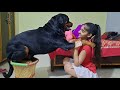 rottweiler jerry eating ice cream with anshu|| well trained dog rottweiler||