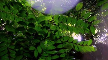 Cinematic Hiking Vlog : Discover Wasai Balik Kanajong, Katok Valley - With Canon EOS : Short Film