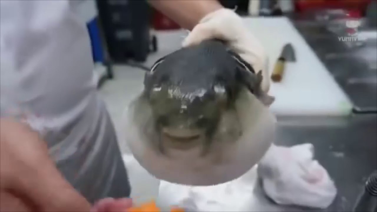 Puffer Fish Eating Carrot Original