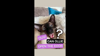 QUIZ Will cat Ollie open the door to sneak out? #cat #catlover #catopeningdoor #clevercat #clever by London CATTALK 73 views 6 months ago 1 minute, 35 seconds