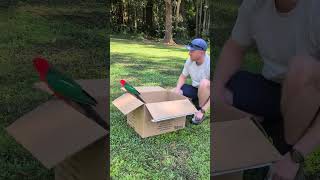 PART 2 of The King Parrot Rescue!! 🥹