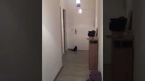 Comment Calmer Un Chat Fugueur Comment Calmer Un Chat Fugueur