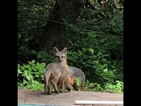 camera iphone 8 plus apk Wild fox's and family