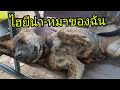#ไฮยีน่า #มัดหวาหมาวัด #ดนตรีไม่มีลิขสิทธิ์ #สัตว์โลกน่ารัก #super dog