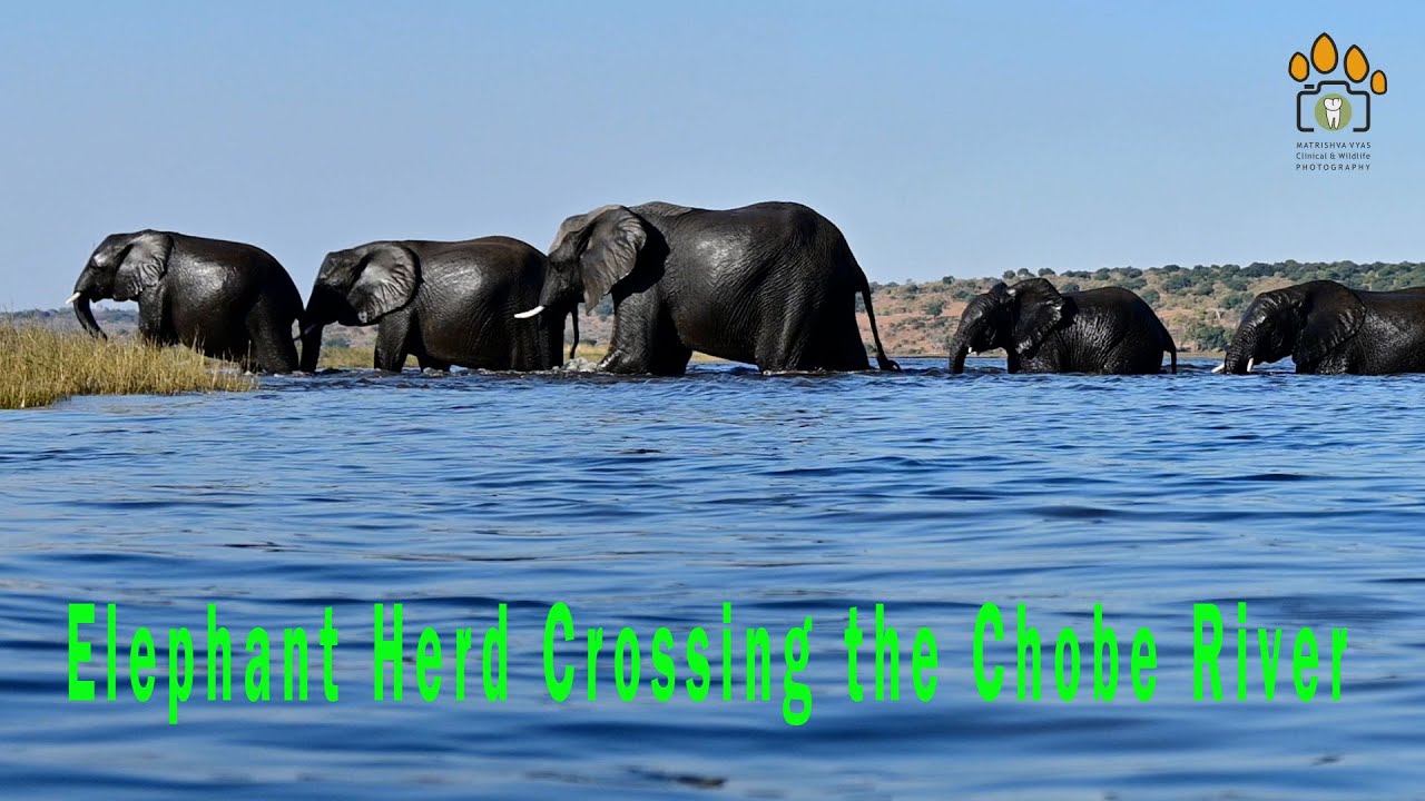 Elephants Crossing the Chobe River, Botswana