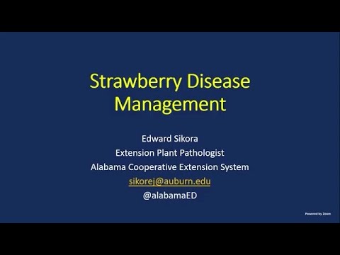 Video: Strawberry Verticillium Wilt ārstēšana: kā kontrolēt zemeņu verticillium wilt sēnīti