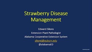 Strawberry Disease Management