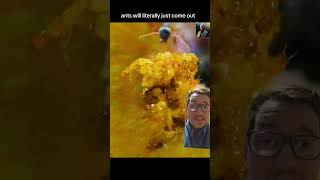 Fig Wasps Have An... Interesting Life Cycle