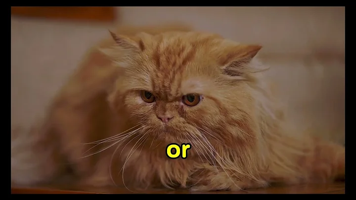 5 Things You Never Do to Your Persian Cat.