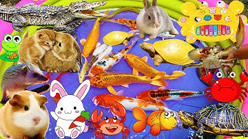 Đi Bắt Cá Gặp Chú Cua Trên Xe, Thấy Bể Phun Nước Nhiều Cá Koi, Thỏ Con, Chuột Lang, Cua, Ếch, Rùa