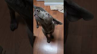 Bleu reacts to Mhais (the talent) singing @mhaisvlogs  #funnyanimalsvideos #dog
