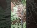 How to produce quality onion seedlings farming dripirrigation onioncultivation