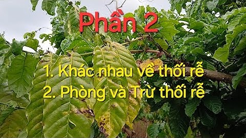 Phần 2. Bệnh vàng lá thối rễ cà phê.