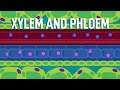 Xylem and phloem  transport in plants  biology  freeanimatededucation