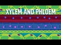 Vascular Tissue Functions in Plant Transport