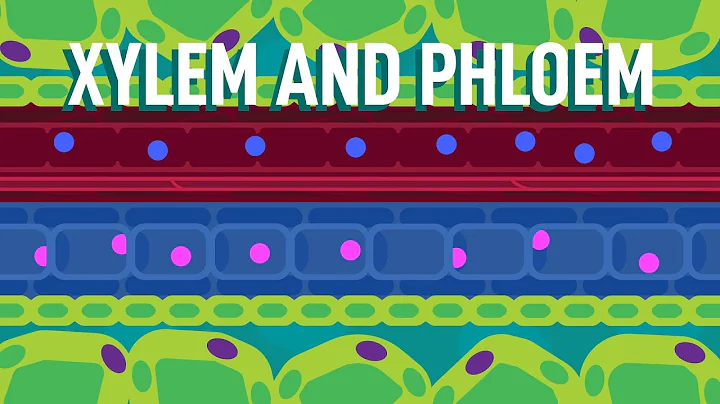 Xylem and Phloem - Transport in Plants | Biology | FreeAnimatedEducation