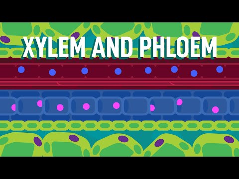 Xylem and Phloem - Transport in Plants | Biology | FreeAnimatedEducation