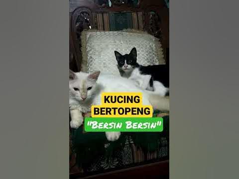 Kucing Bertopeng Bersin-Bersin #shorts #shortvideo #kucing #