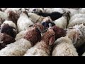 Bakra Eid kids story #islamicvideo #story #kids #facts 
