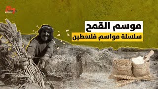 سلسلة مواسم فلسطينية: موسم القمح