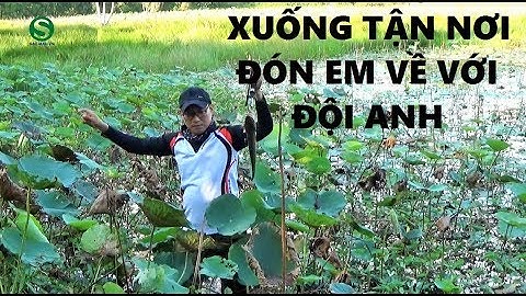 Câu cá lóc ao Sen, Vừa lên cá vừa bứng Sen | Fishing | Sắc Màu VN