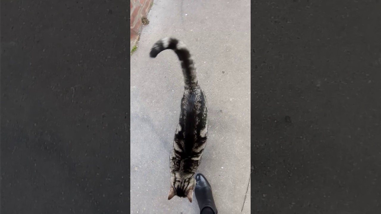 Beau Chat de gouttière tigré jouant à cache cache YouTube — free download