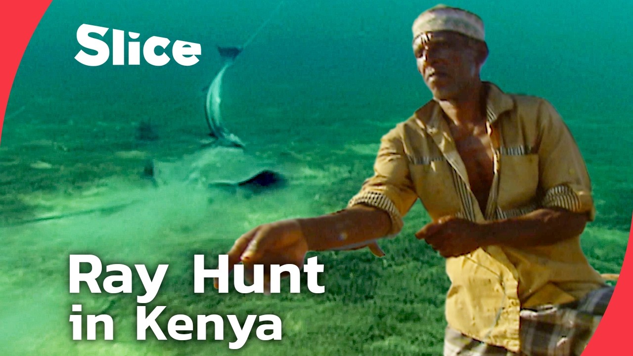 Bajun Fishermen of Kenya Hunt Stingrays with a Strange Vampire Fish | SLICE