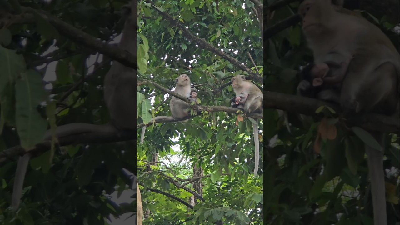 Two moms and two babies on the tree 
