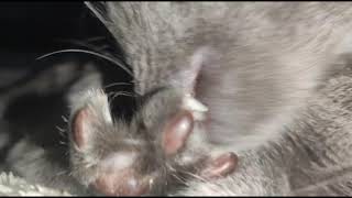 Interrupting Cat From Cleaning Its Foot