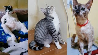 Babysmolfams Spreading Joy With Our Cute Cats : A Compilation Of Their Random Action #catsofyoutube