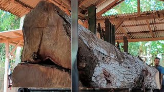 Sultan TikTok buys 1 billion! Giant bongor wood made from sawmilled lion cages