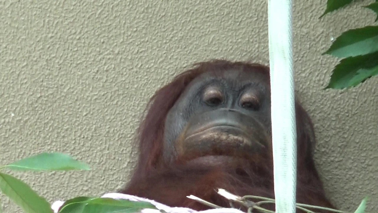 オランウータン可愛い❤ Cute orangutan #559 【Cute animal videos