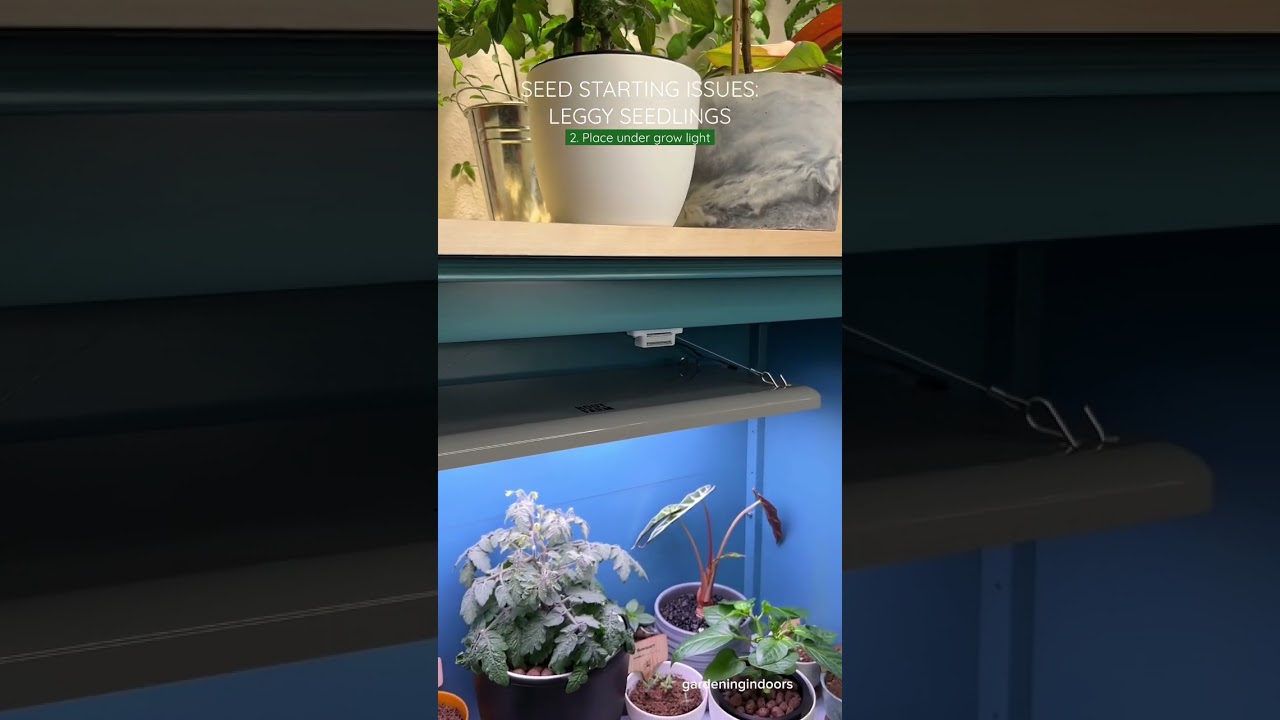 Seed Starting Issues: Leggy Seedlings