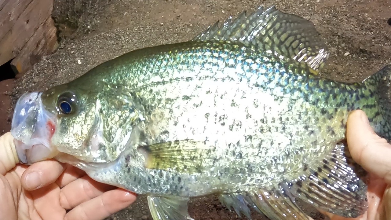 Went Fishing After Midnight, Dead Stick Action