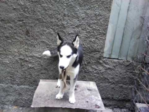 ლაის თამაში