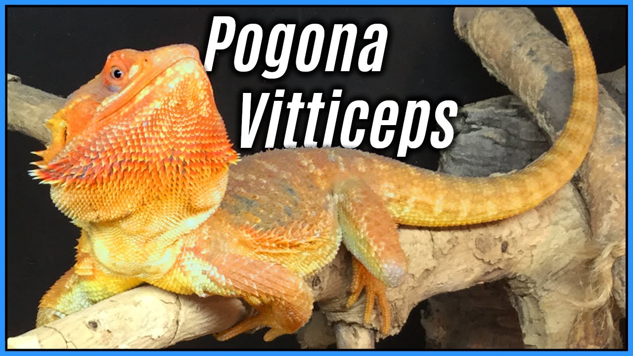 Exotic Animal Spotlight - Bearded Dragons as Pets - Dragon Care