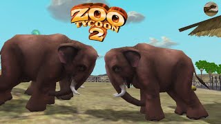 Asian Elephants Ramming Each Other Zoo Ty 2