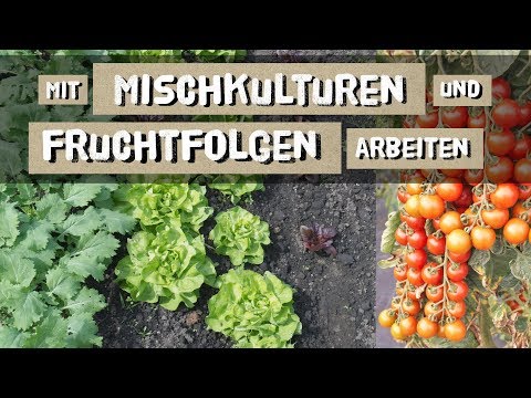 Video: Was ist Mischkultur Wie werden Kulturen für die Mischkultur ausgewählt?