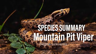 Species Summary   Mountain Pit Viper   Tonkin Pit Viper   Ovophis tonkinensis   4K