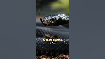 Top 10 Most Biggest Snakes In The World #shorts #shortsfeed #amazing #top10 #snake #viral