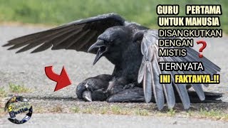 Guru pertama manusia,gagak ini dikaitkan dengan mistis,ternyata ini faktanya di al'quran