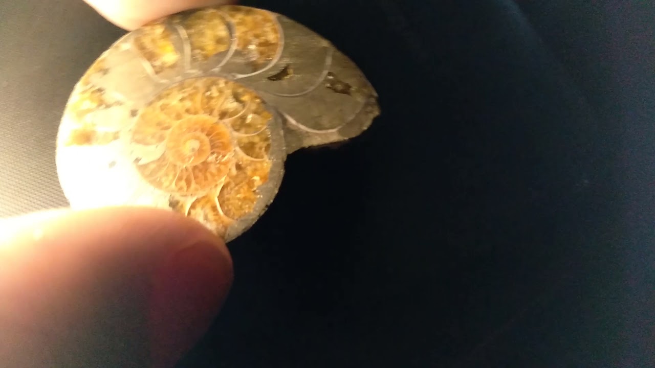 🐚🐙PYRITE/CALCITE AMMONITE POLISHED HALF🐚🐙