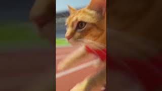Six cats entered the race… but only one could win.