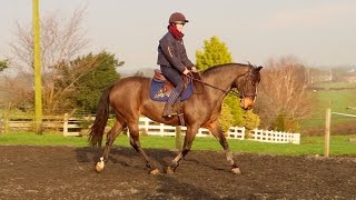 CALLIE'S BACK!! first time jumping since 2015!