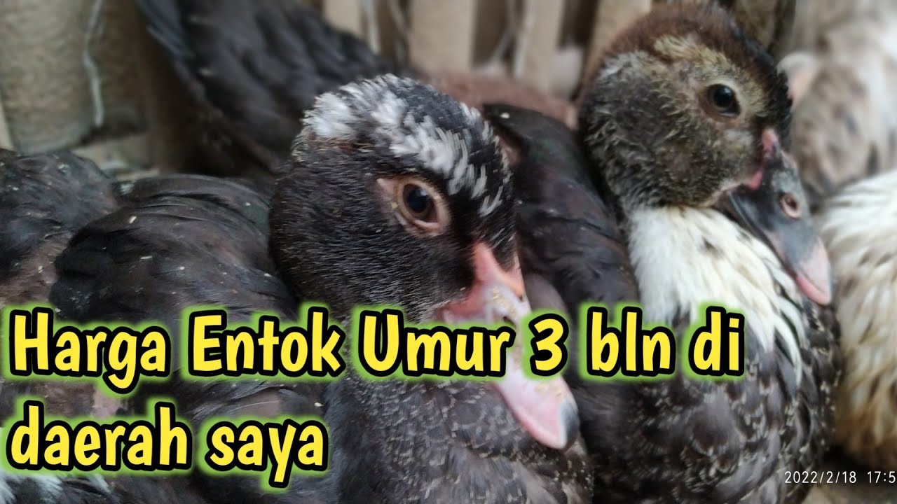 Harga entok umur 3 bulan harga entok per ekor YouTube