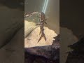 New fish!!! Monster fish grow out tank update#planetaquarium #fish #aquarium #fishtank #monsterfish