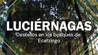 Luciérnagas: Destellos en los bosques de Ecatzingo