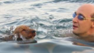 Фанни на море. Английский кокер спаниель 1 год 3 месяца Фанни на море. Английский кокер спаниель 1 год 3 месяца