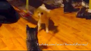 Playing with white mini poodle doggie by AnimalsReview 5,773 views 9 years ago 50 seconds